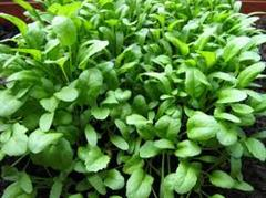 شاهي - تره تيزك